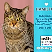 Thumbnail photo of Hamilton #1
