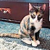 Thumbnail photo of MYSTIQUE-bonded with Diego #2