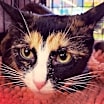Thumbnail photo of MYSTIQUE-bonded with Diego #3