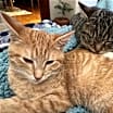 Thumbnail photo of Ordie & Izzie - The - Dynamic Duo! #1