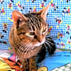 Thumbnail photo of Honey #1