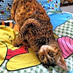 Thumbnail photo of Honey #3