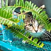 Thumbnail photo of Pepper #2