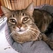Thumbnail photo of Olive #1