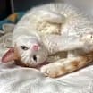 Thumbnail photo of Fontina #4