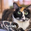 Thumbnail photo of Neviah #1
