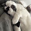Thumbnail photo of Mou #2