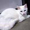 Thumbnail photo of Apricot #1