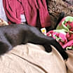 Thumbnail photo of Brody #1