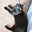 Thumbnail photo of Brody #2