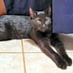 Thumbnail photo of Brody #3