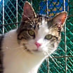 Thumbnail photo of Reggie (Sweet Kitten) #1