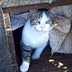 Thumbnail photo of Reggie (Sweet Kitten) #2