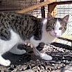 Thumbnail photo of Reggie (Sweet Kitten) #3