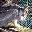 Thumbnail photo of Reggie (Sweet Kitten) #4