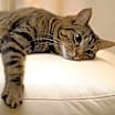 Thumbnail photo of Dumpty (Cuddle Bug) #1