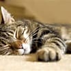 Thumbnail photo of Dumpty (Cuddle Bug) #2