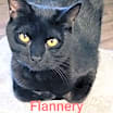 Thumbnail photo of Flannery #1