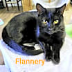 Thumbnail photo of Flannery #2