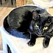 Thumbnail photo of Flannery #3