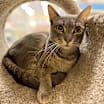 Thumbnail photo of Pippa #1