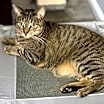 Thumbnail photo of Hamilton #3
