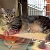 Thumbnail photo of Missy #1