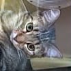 Thumbnail photo of Missy #2