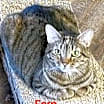 Thumbnail photo of Fern #2