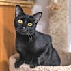Thumbnail photo of Midnight #1
