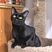 Thumbnail photo of Midnight #2
