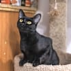 Thumbnail photo of Midnight #3