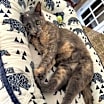 Thumbnail photo of LuLu #4