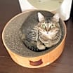Thumbnail photo of Maple #1