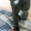 Thumbnail photo of Brie #2