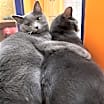 Thumbnail photo of Regina #2