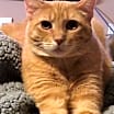Thumbnail photo of Winchester #3