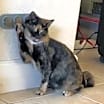 Thumbnail photo of Pumpkin (Napa Christina) #1