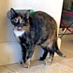 Thumbnail photo of Pumpkin (Napa Christina) #2