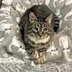 Thumbnail photo of Charlie - Foster Needed #2