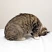 Thumbnail photo of Mia #3