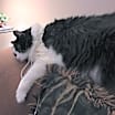 Thumbnail photo of Pippa #1