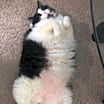 Thumbnail photo of Pippa #2