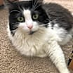 Thumbnail photo of Pippa #3