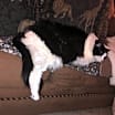 Thumbnail photo of Pippa #4