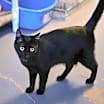 Thumbnail photo of Taffy #4