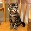Thumbnail photo of Cats/Kittens #1