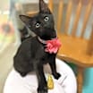 Thumbnail photo of Cats/Kittens #2