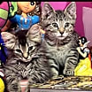 Thumbnail photo of Cats/Kittens #3