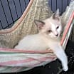 Thumbnail photo of Cats/Kittens #4